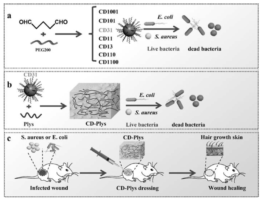 碳納米點(diǎn)、可注射碳納米點(diǎn)-ε-聚賴氨酸水凝膠及其制備方法與應(yīng)用