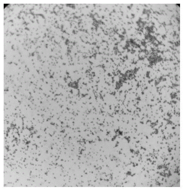 一株銅綠假單胞菌及其應(yīng)用